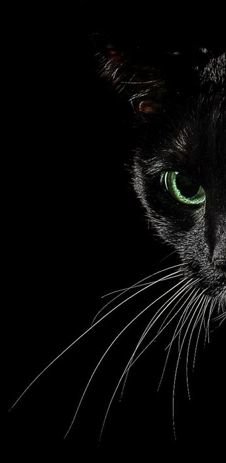 Черная кошка - кошачий глаз, черный фон, черная кошка - оригинал