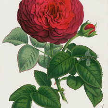 Винтажная роза