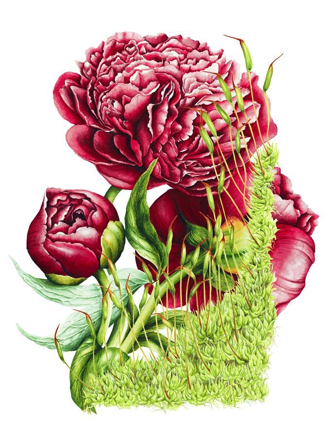 Пионы - цветы - оригинал