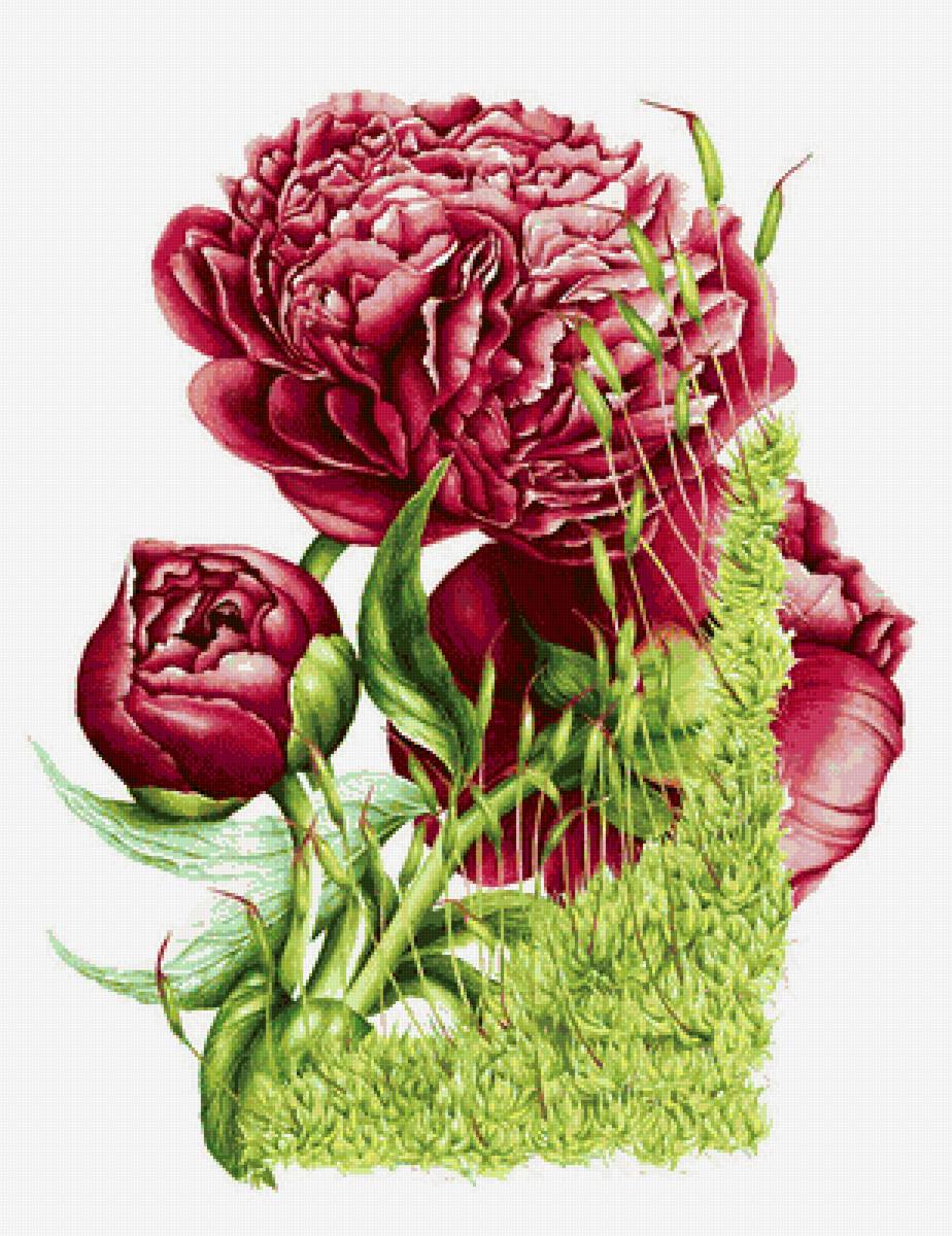 Пионы - цветы - предпросмотр