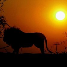 Схема вышивки «лев африка»