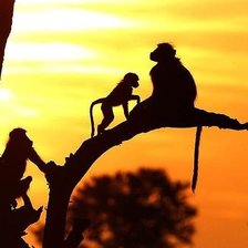 обезьяны на ветвях