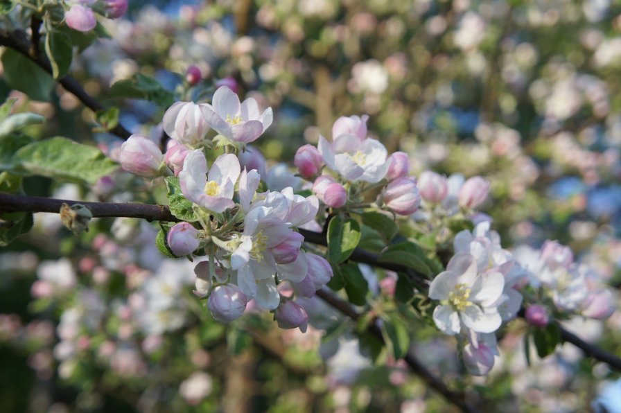 Яблоня - оригинал