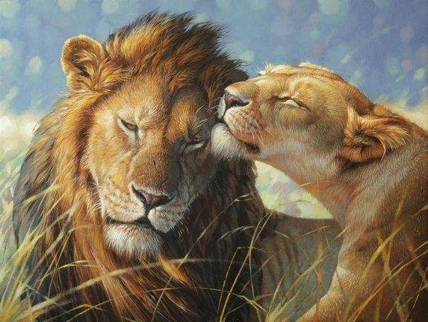 Это любовь... - звери, природа, львы - оригинал