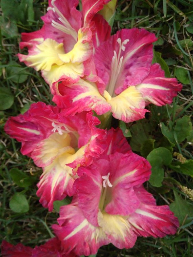 Гладиолус для Тани2 - оригинал