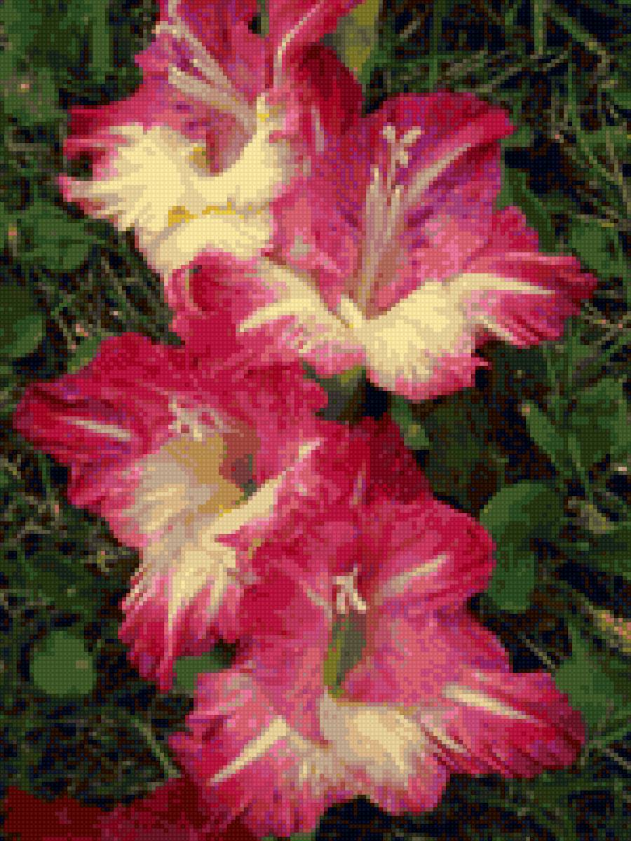 Гладиолус для Тани2 - предпросмотр