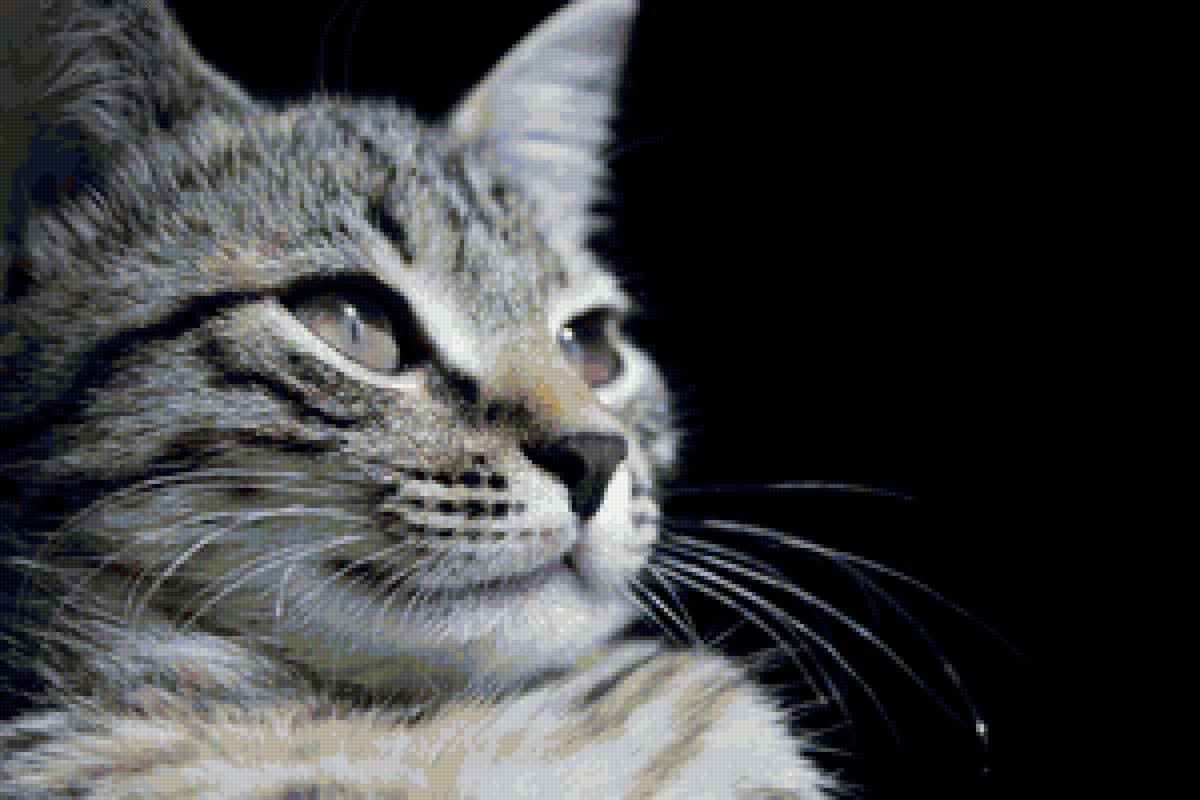 Кошка - животные, монохром, кошка - предпросмотр