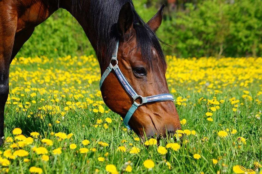 №1326764 - оригинал