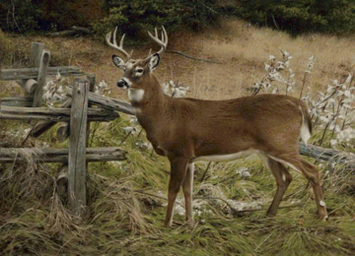 00071 - предпросмотр