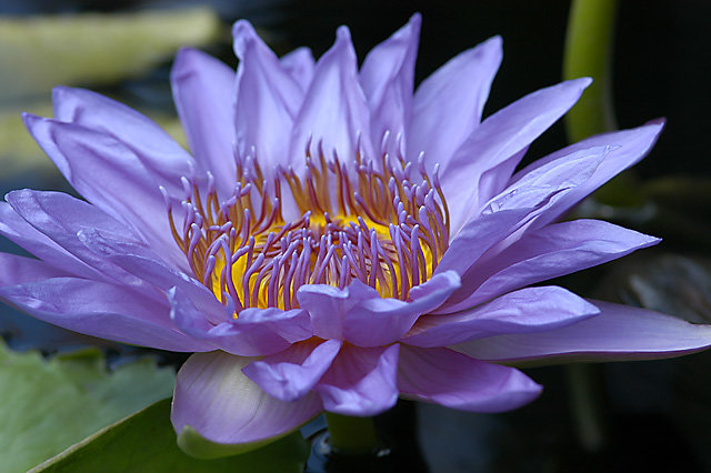 Голубой лотос - оригинал