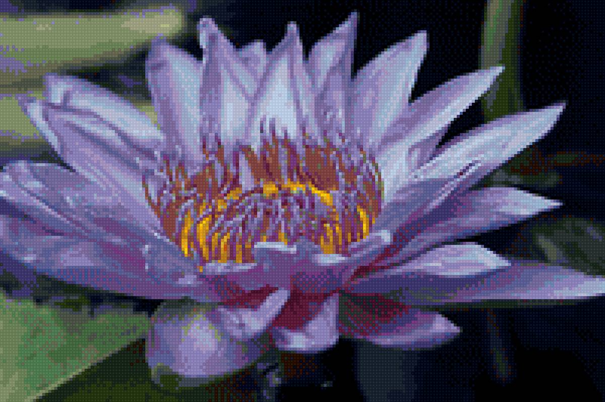 Голубой лотос - предпросмотр