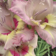 Схема вышивки «Для Тани»