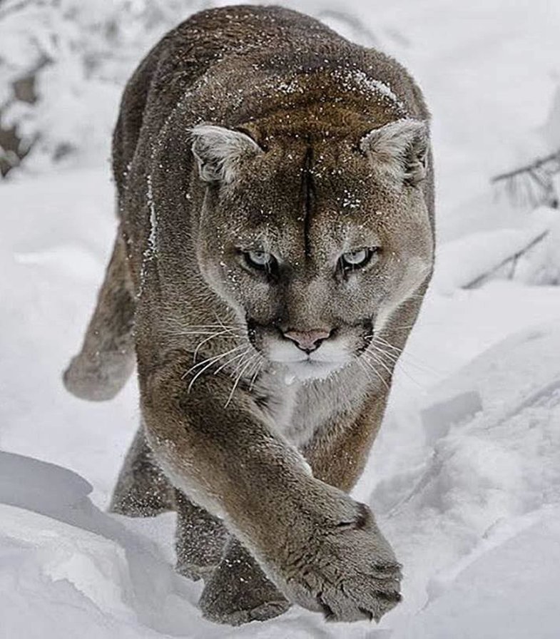 00079 - оригинал