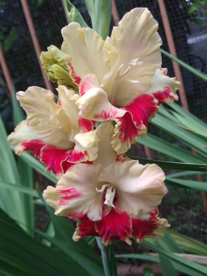 Танин гладиолус - оригинал