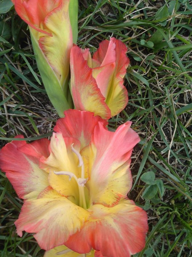 Для Тани 5 - оригинал