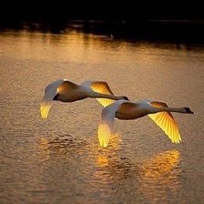 Лебеди в закате
