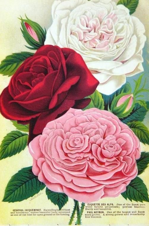 №1328235 - розы.цветы. - оригинал