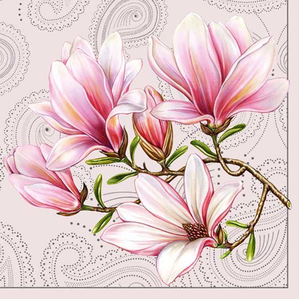 магнолии - цветы магнолии - оригинал