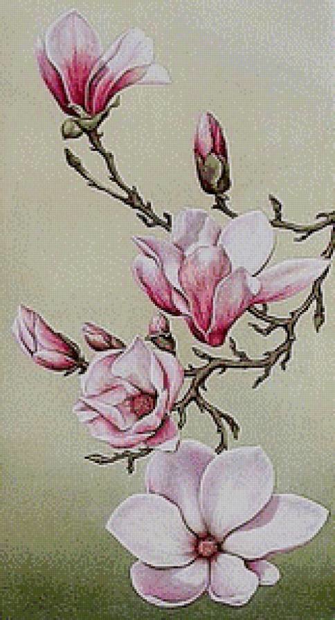 магнолии - цветы магнолии - оригинал