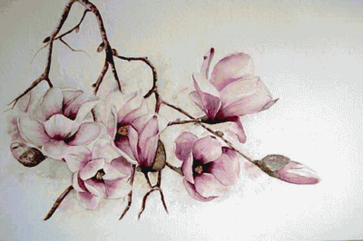 магнолии - цветы магнолии - предпросмотр