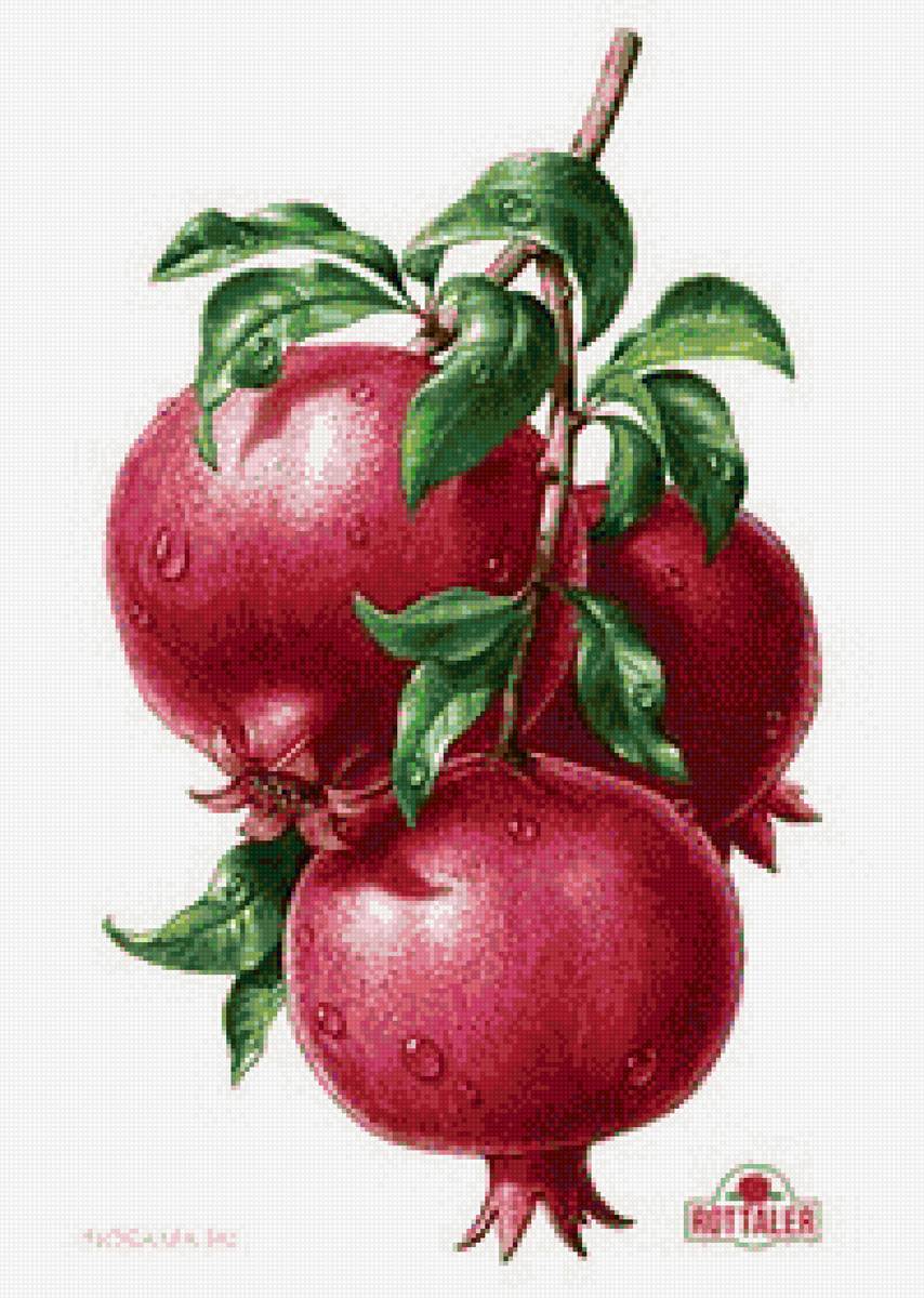 №1328858 - кухня.фрукты. - предпросмотр