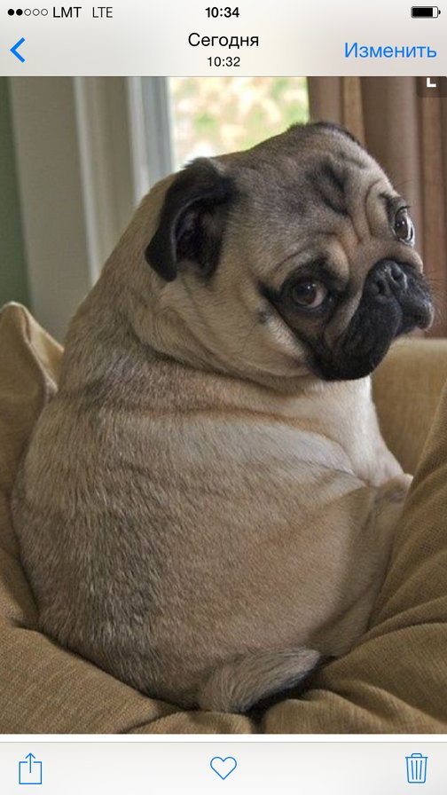 Мопс - собаки - оригинал