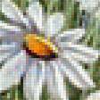 Предпросмотр схемы вышивки «poľné kvety» (№1329883)