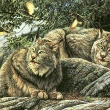 Схема вышивки «рыси»