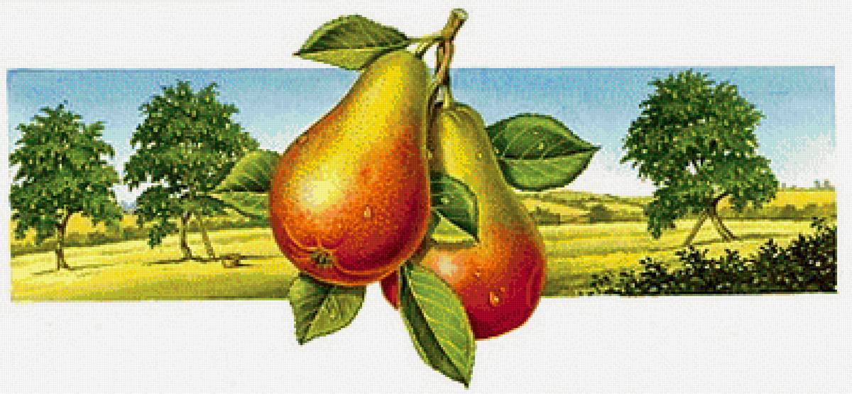 груши - предпросмотр