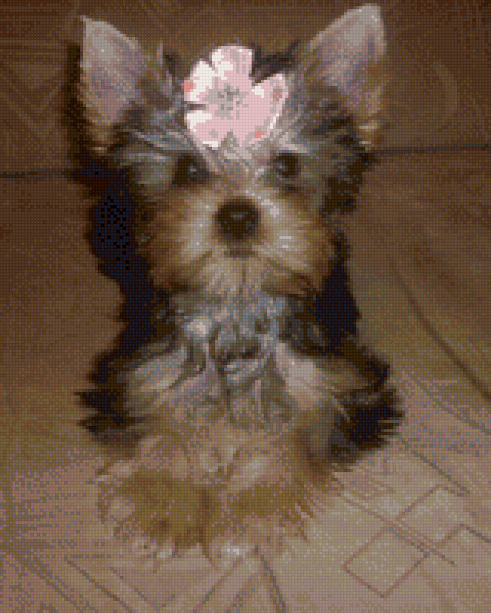 щенок Йорка - йорк, щенок - предпросмотр