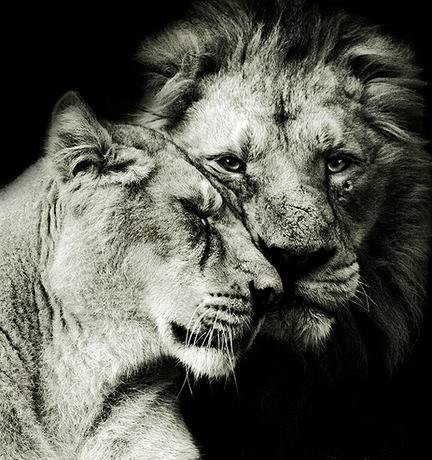 Лев и львица - животные - оригинал