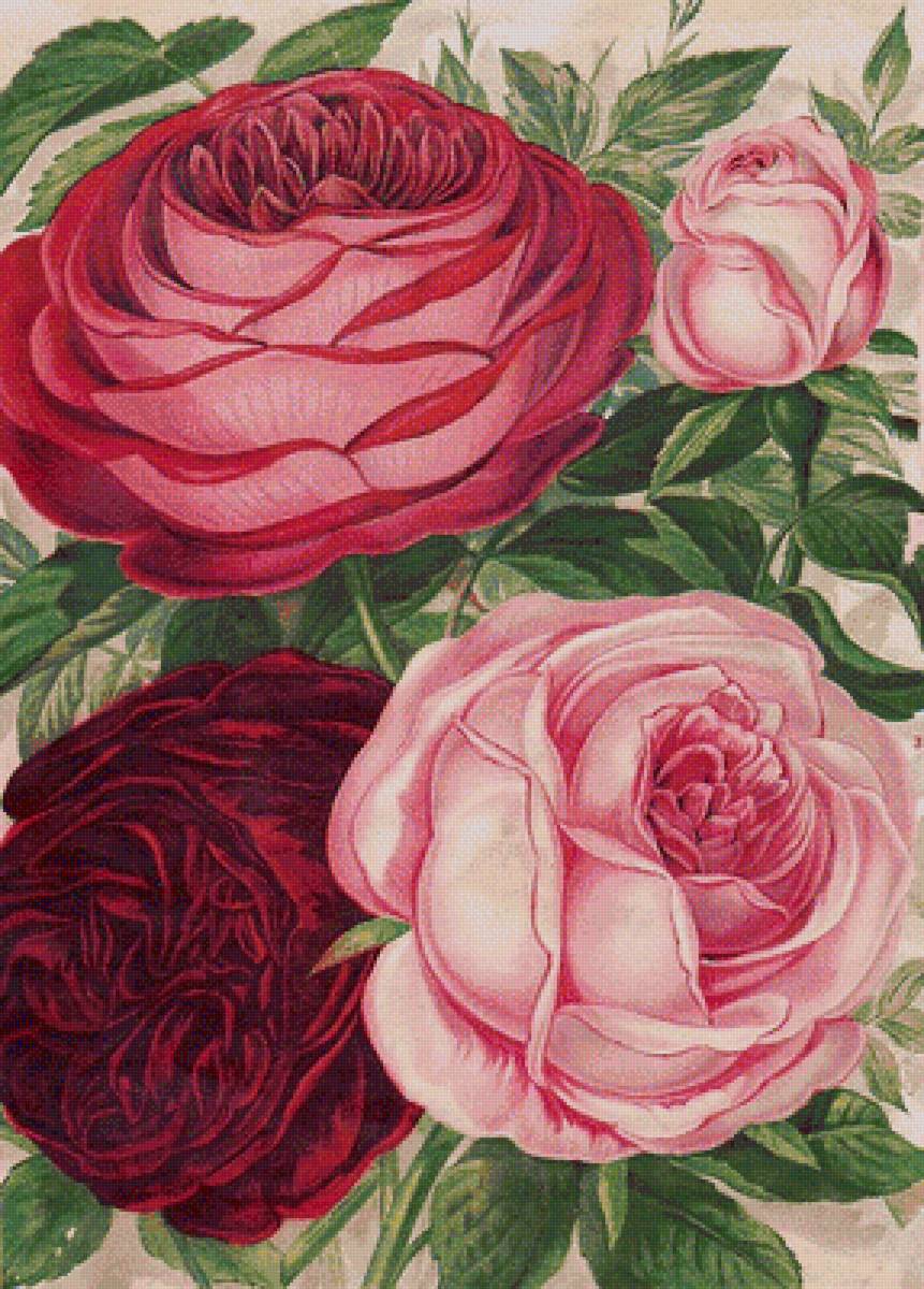 розы - предпросмотр