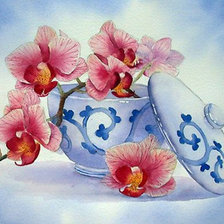 нежные орхидеи