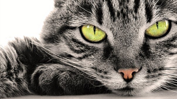 Магнитный взгляд - кошпчьи глаза зеленые взгляд магнитный кошка кот - оригинал
