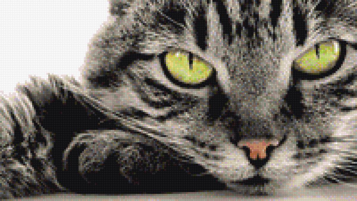 Магнитный взгляд - кошпчьи глаза зеленые взгляд магнитный кошка кот - предпросмотр
