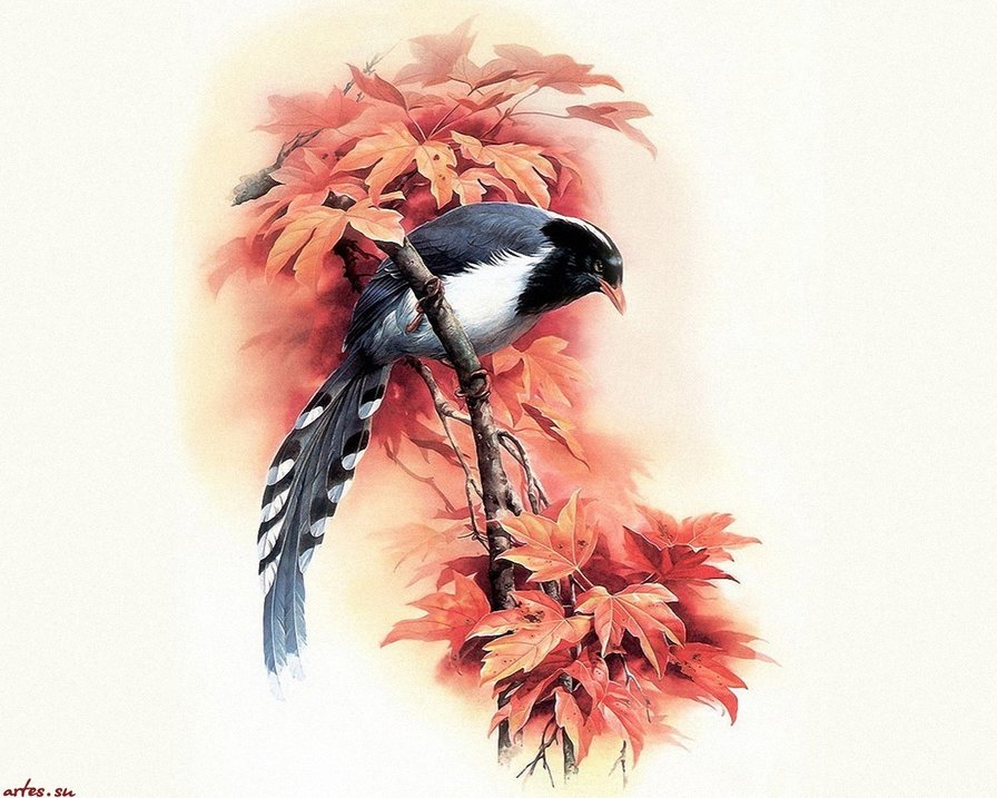 Птица - птицы - оригинал