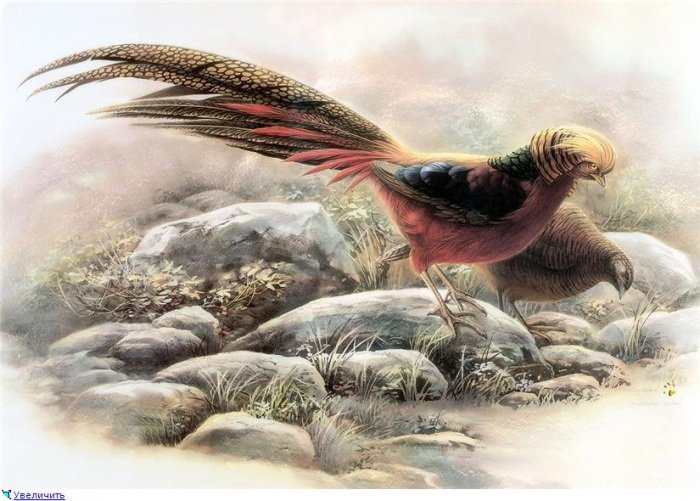 птицы - птицы - оригинал