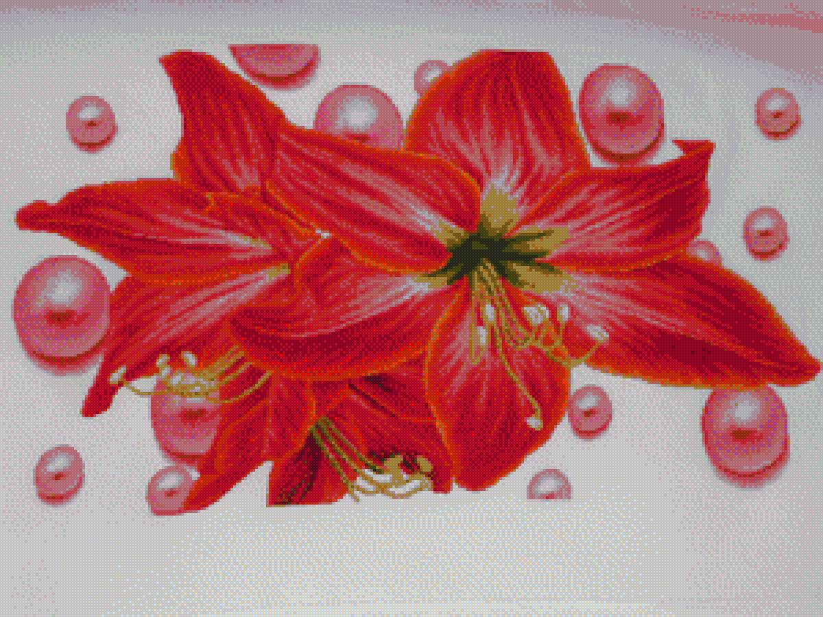 Амариллисы - предпросмотр