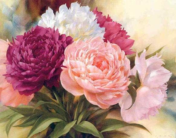 пионы - цветы, пионы - оригинал