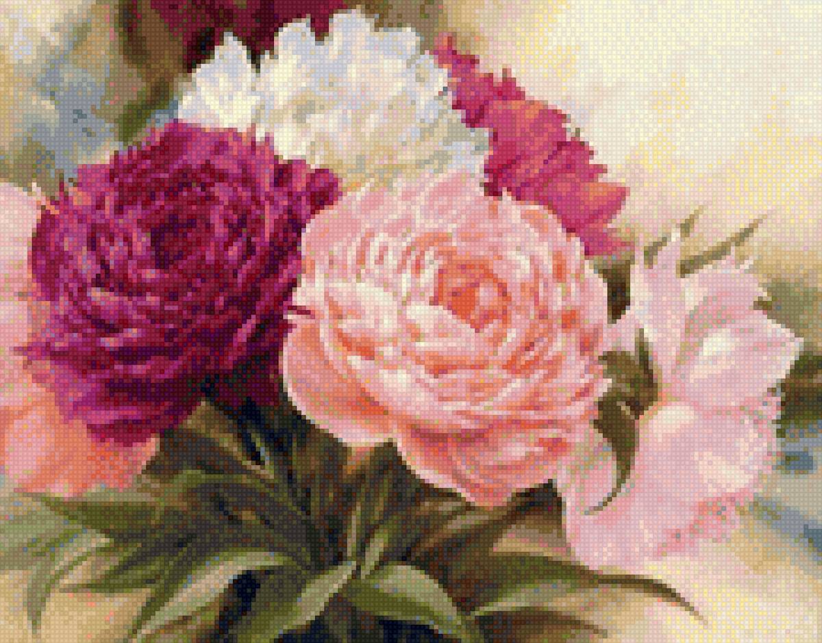 пионы - пионы, цветы - предпросмотр