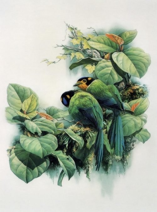 птицы - птицы - оригинал