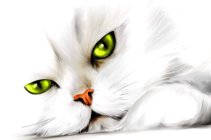 Кот - животные - оригинал