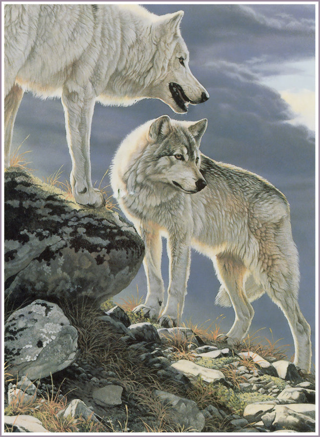 №1333891 - животные, волки - оригинал