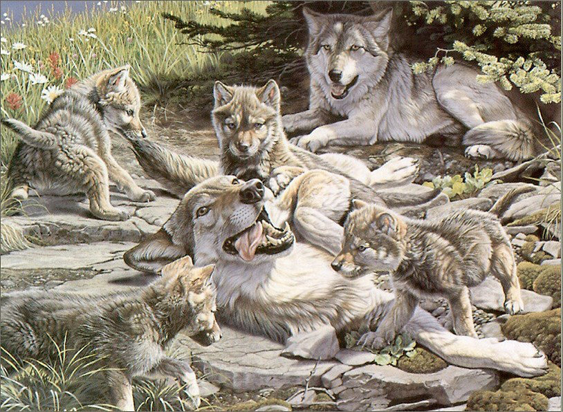 №1333894 - волки, животные - оригинал