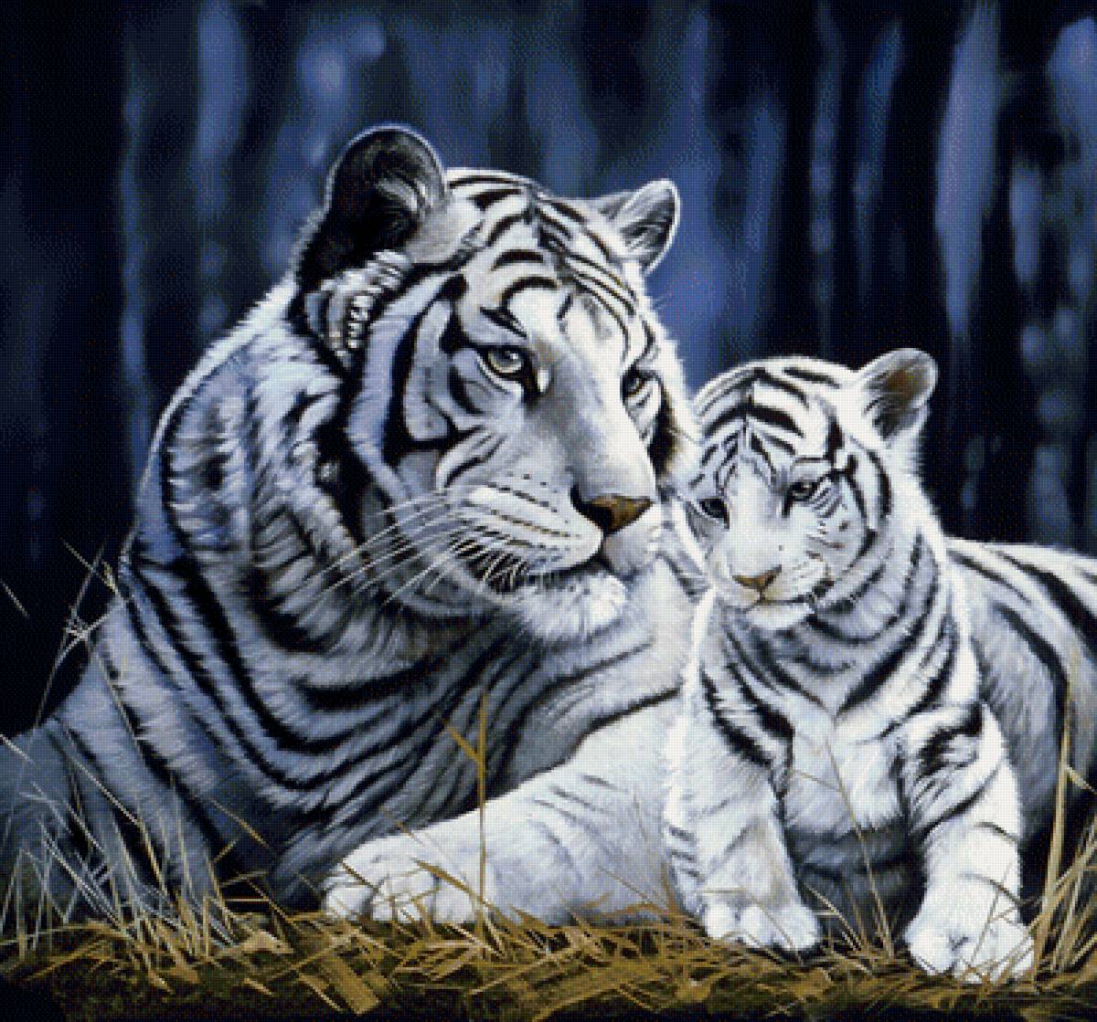 №1333901 - хищники, животные, тигр, тигры - предпросмотр