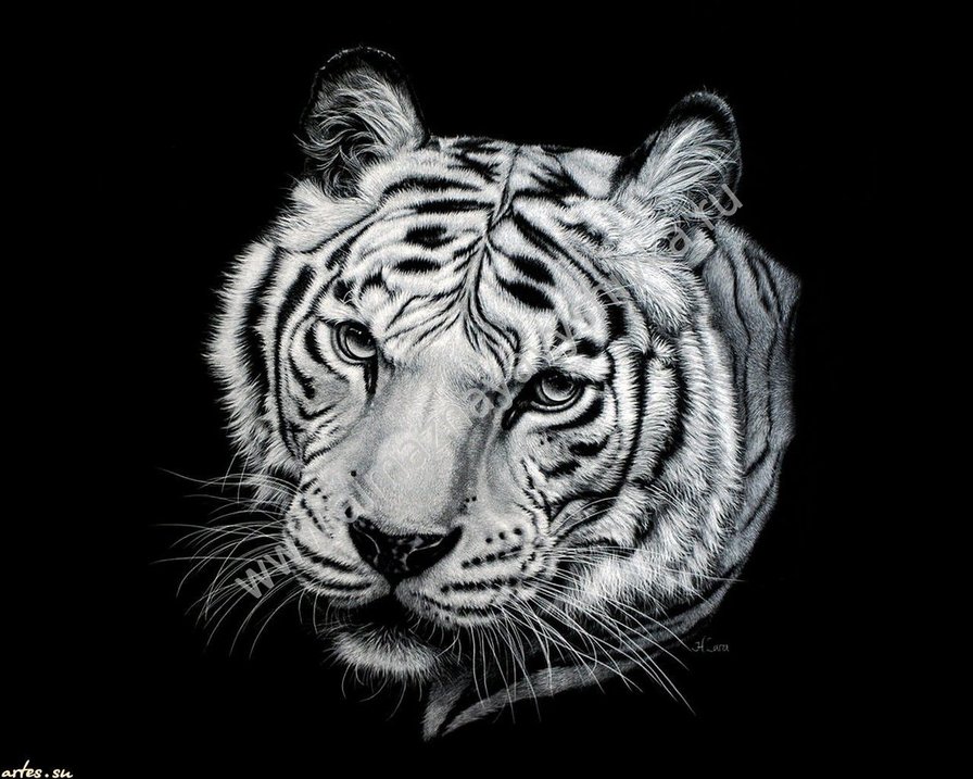 тигр - дикие животные - оригинал