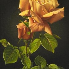 Схема вышивки «роза»