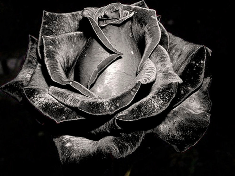 №1334421 - оригинал