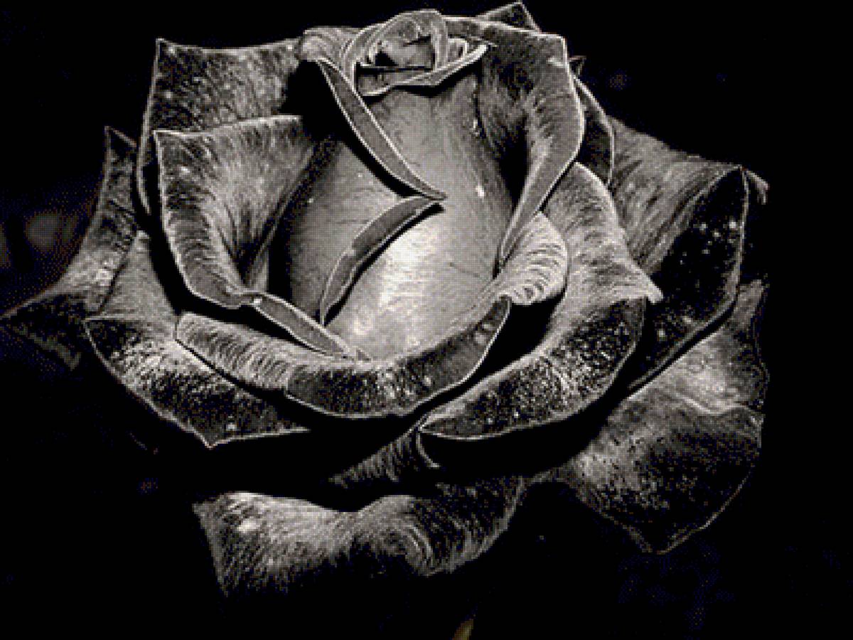 №1334421 - предпросмотр