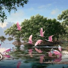ružový vtáci na vode